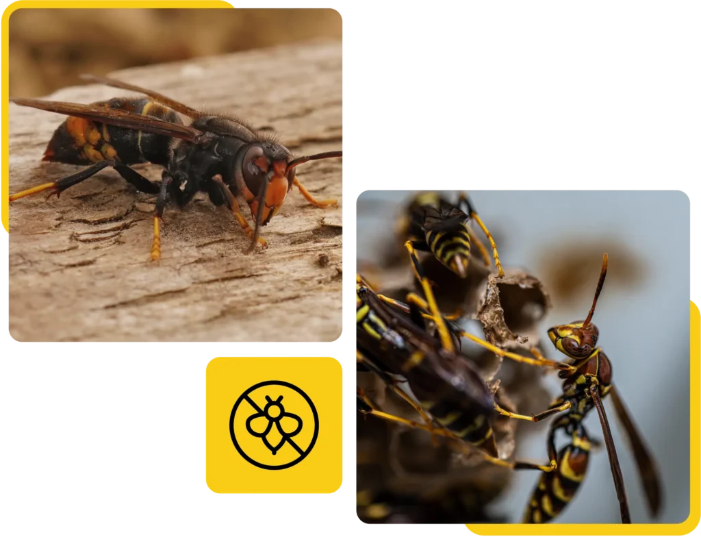 Professionelle Wespenbekämpfung im Rhein-Main-Gebiet: Nahaufnahme einer Hornisse und eines Wespennests mit Kammerjäger-Logo zur Schädlingsbekämpfung.